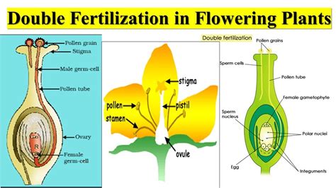 double fertilization in angiosperms results in:|Double Fertilization in Plants .